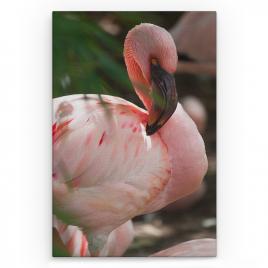 Tablou Canvas Animale - Flamingo, 80 x 50 cm