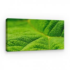 Tablou Canvas Natura - Frunza Verde Macro, 100 x 60 cm