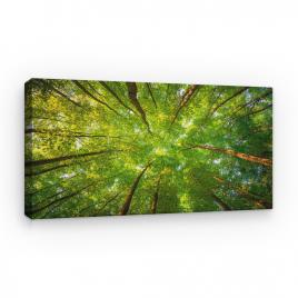 Tablou Canvas Natura - Privire printre Copaci, 80 x 50 cm