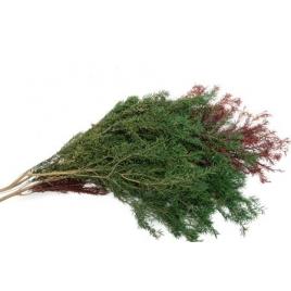 Flori naturale uscate 50-1