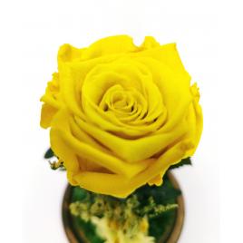 Trandafir criogenat in cupola de sticla 22x12cm