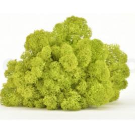 Licheni stabilizati, lime green – 250g