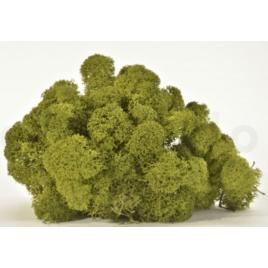 Licheni stabilizati, medium green – 250g