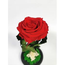 Trandafir criogenat in cupola de sticla 25×11 cm