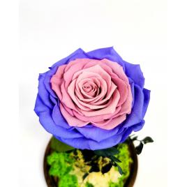 Trandafir criogenat in cupola de sticla 26 cm
