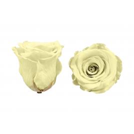 Trandafiri criogenati roseamour, marime xl, alb galbui