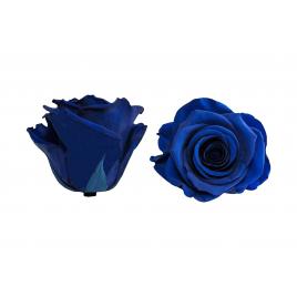 Trandafiri criogenati roseamour, marime xl, albastru