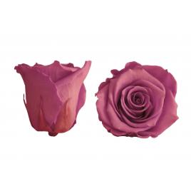 Trandafiri criogenati roseamour, marime xl, lila inchis
