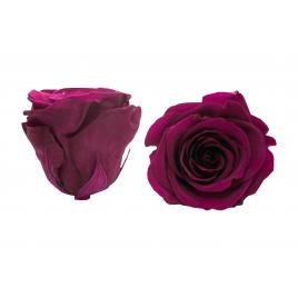 Trandafiri criogenati roseamour, marime xl, roz inchis