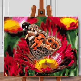 Set pictura pe numere (panza) fluture in camp de anemone 40x50 cm