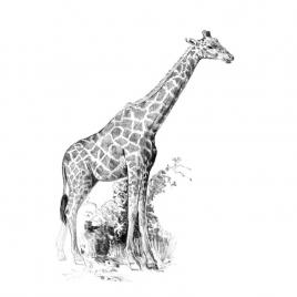 Crochiu incepatori-girafa 13x18 cm