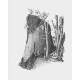 Schita creion-trunchi de copac