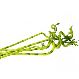 Bambus spirala 70 cm