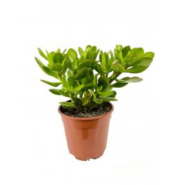 Crassula ovata