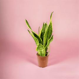 Sansevieria