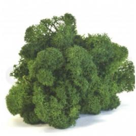 Licheni stabilizati, forest green – 250g