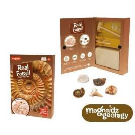 Kit paleontologie - descopera fosile