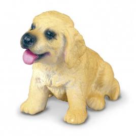 Golden retriever pui s collecta
