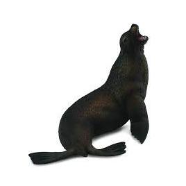Leu de mare- collecta