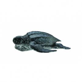 Figurina broasca testoasa de mare m collecta