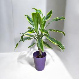 Dracaena fragrans h 60 cm