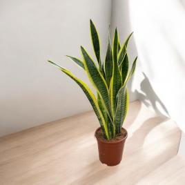 Sansevieria laurentii