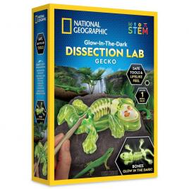 Kit fosforescent disectie soparla national geographic