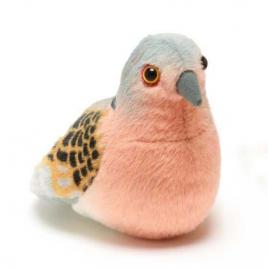 Pasare cu sunet turturea - turtle dove