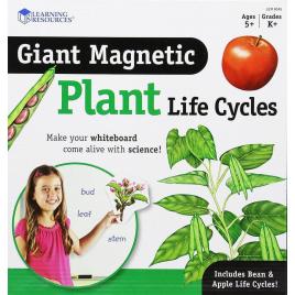 Set magnetic - ciclul vietii plantei