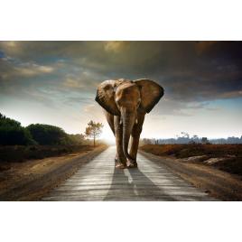 Tablou canvas Elefantul gigant, 75x50 cm
