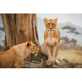 Tablou canvas Feline mandre, 50X35 cm