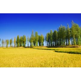 Tablou canvas 50x90 cm Peisaj 566