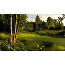 Tablou canvas 50x90 cm Peisaj 782