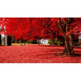 Tablou canvas 50x90 cm Peisaj 842