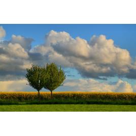 Tablou canvas 50x90 cm Peisaj 916