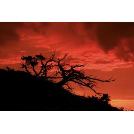 Tablou canvas 100x70 cm Peisaj 528
