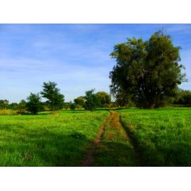 Tablou canvas Peisaj 130, 100x70 cm