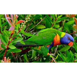 Fototapet autoadeziv Canvas Papagalul tricolor, 100x70 cm