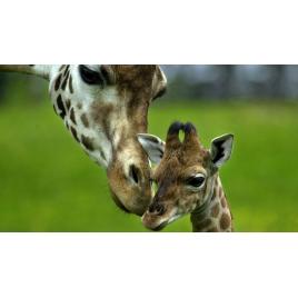 Fototapet autoadeziv Girafe tandre, 100x150 cm