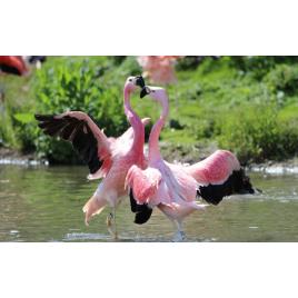 Fototapet autoadeziv Flamingo roz, 75x115 cm