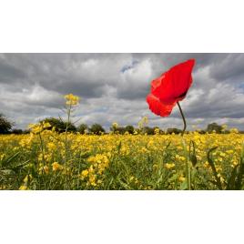 Fototapet autoadeziv 70x105 cm Peisaj 787