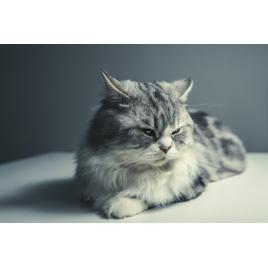 Fototapet autoadeziv Kitty-Kitty, 70x105 cm
