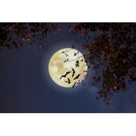 Fototapet autocolant PVC 85x125 cm Magie nocturna model 2