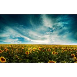 Fototapet autoadeziv Campul de floarea soarelui, 85x125 cm