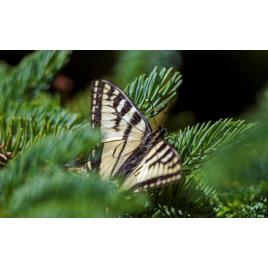 Fototapet autoadeziv Fluturele dintre pini, 85x125 cm