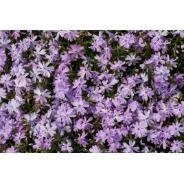 Fototapet autocolant PVC 80x125 cm Covorul de flori model 1