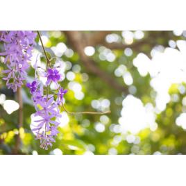 Fototapet autocolant PVC 80x125 cm Frumusetea florilor model 7