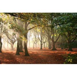 Fototapet autoadeziv 80x125 cm Peisaj 538