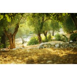 Fototapet autoadeziv 80x125 cm Peisaj 616