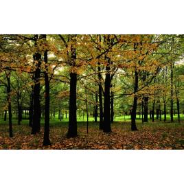 Fototapet autoadeziv Peisaj 28, 80x125 cm